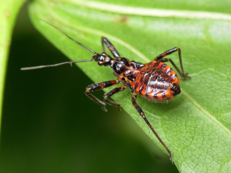 Rhynocoris annulatus (Linnaeus, 1758)